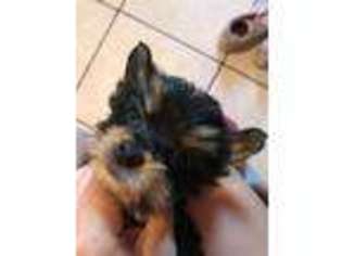 Yorkshire Terrier Puppy for sale in Brentwood, TN, USA