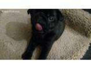 Pug Puppy for sale in Port Orchard, WA, USA