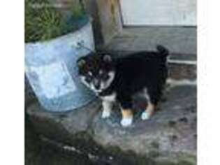 Shiba Inu Puppy for sale in Schuylkill Haven, PA, USA