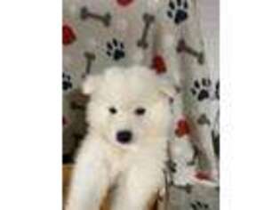 Samoyed Puppy for sale in Shenandoah, VA, USA