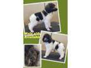 Mutt Puppy for sale in Wyndmere, ND, USA