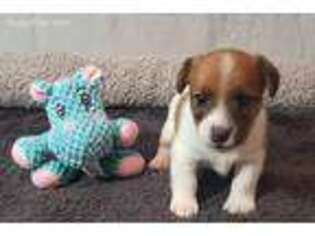 Jack Russell Terrier Puppy for sale in Valrico, FL, USA