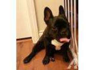 French Bulldog Puppy for sale in SOMERSET, KY, USA