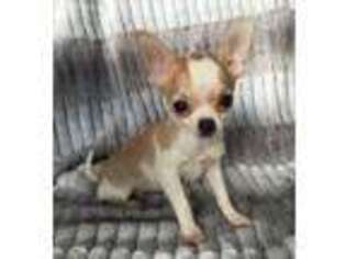 Chihuahua Puppy for sale in Indianapolis, IN, USA