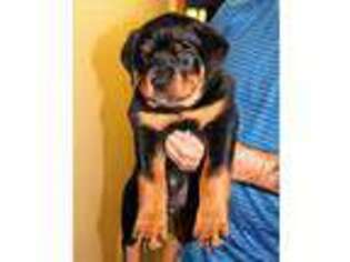 Rottweiler Puppy for sale in East Stroudsburg, PA, USA
