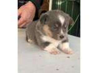 Pembroke Welsh Corgi Puppy for sale in Elkton, KY, USA
