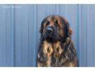 Leonberger Puppy for sale in Hooper, UT, USA