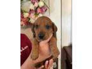 Dachshund Puppy for sale in North Providence, RI, USA