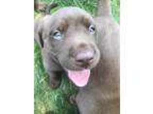 Labrador Retriever Puppy for sale in Paw Paw, MI, USA