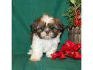 Mutt Puppy for sale in Manheim, PA, USA