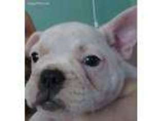 French Bulldog Puppy for sale in Syracuse, MO, USA
