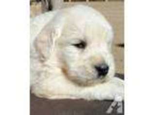 Labrador Retriever Puppy for sale in BEVERLY HILLS, CA, USA