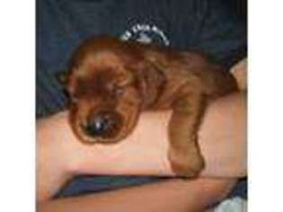 Irish Setter Puppy for sale in Abingdon, VA, USA