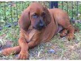 Redbone Coonhound Puppy for sale in Hustontown, PA, USA