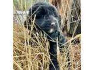 Labradoodle Puppy for sale in Libby, MT, USA