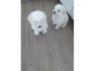 Cavachon Puppy for sale in Canadian, OK, USA