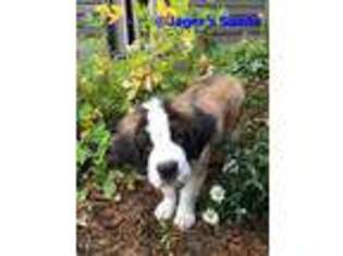 Saint Bernard Puppy for sale in Long Prairie, MN, USA