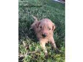 Goldendoodle Puppy for sale in Lubbock, TX, USA