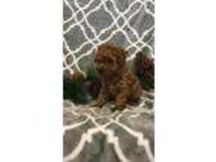Mutt Puppy for sale in Sheldon, IA, USA