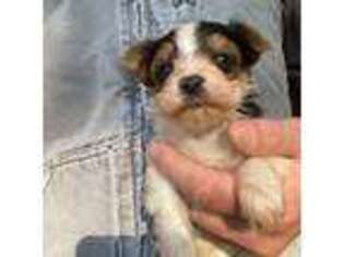 Yorkshire Terrier Puppy for sale in Miami, OK, USA