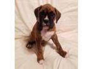 Boxer Puppy for sale in Nixa, MO, USA