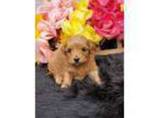 Shih-Poo Puppy for sale in Buckingham, VA, USA