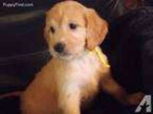 Mutt Puppy for sale in HARPERS FERRY, WV, USA