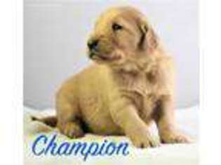 Golden Retriever Puppy for sale in Holton, MI, USA