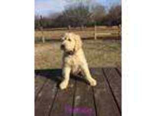 Goldendoodle Puppy for sale in Mcloud, OK, USA