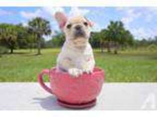 French Bulldog Puppy for sale in VENICE, FL, USA