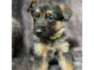 German Shepherd Dog Puppy for sale in Albuquerque, NM, USA