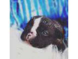 French Bulldog Puppy for sale in Barnett, MO, USA