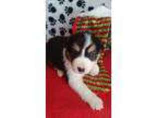 Border Collie Puppy for sale in Kosse, TX, USA