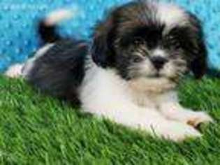 Mutt Puppy for sale in Dublin, TX, USA