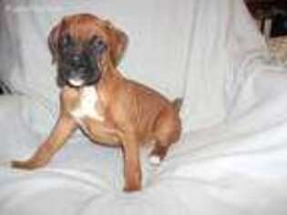 Boxer Puppy for sale in Moatsville, WV, USA