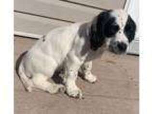 English Springer Spaniel Puppy for sale in Freehold, NJ, USA