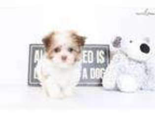 Havanese Puppy for sale in Fort Myers, FL, USA