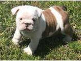 Bulldog Puppy for sale in Swanquarter, NC, USA