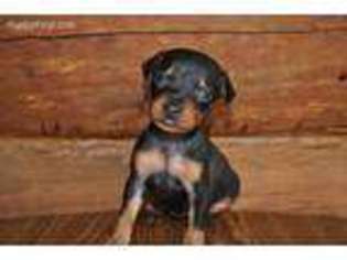 Miniature Pinscher Puppy for sale in Brooklyn, NY, USA