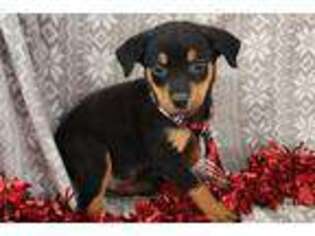 Rottweiler Puppy for sale in Fort Wayne, IN, USA