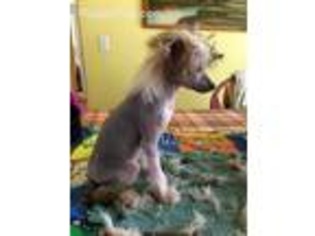 Medium Photo #1 Chinese Crested Puppy For Sale in Blairsville, GA, USA