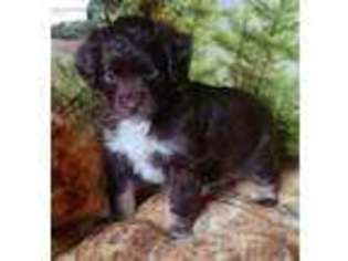 Miniature Australian Shepherd Puppy for sale in Rising Sun, MD, USA