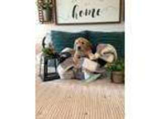 Goldendoodle Puppy for sale in Holt, MI, USA