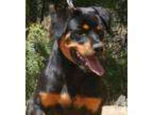 Rottweiler Puppy for sale in ESCONDIDO, CA, USA