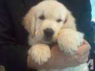 Golden Retriever Puppy for sale in TORRANCE, CA, USA