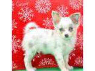 Chihuahua Puppy for sale in Bulls Gap, TN, USA