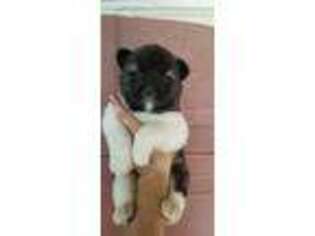 Akita Puppy for sale in Columbia City, IN, USA