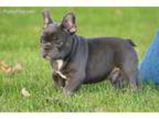 French Bulldog Puppy for sale in Iona, MN, USA