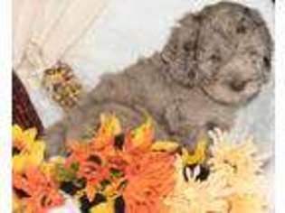 Goldendoodle Puppy for sale in Chelsea, AL, USA