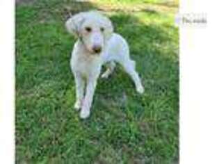 Goldendoodle Puppy for sale in Gainesville, FL, USA